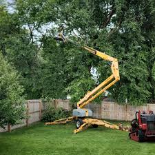 How Our Tree Care Process Works  in  Grottoes, VA