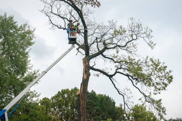 Soil Testing and Treatment in Grottoes, VA